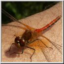 Sympetrum flaveolum - Gefleckte Heidelibelle m05.jpg